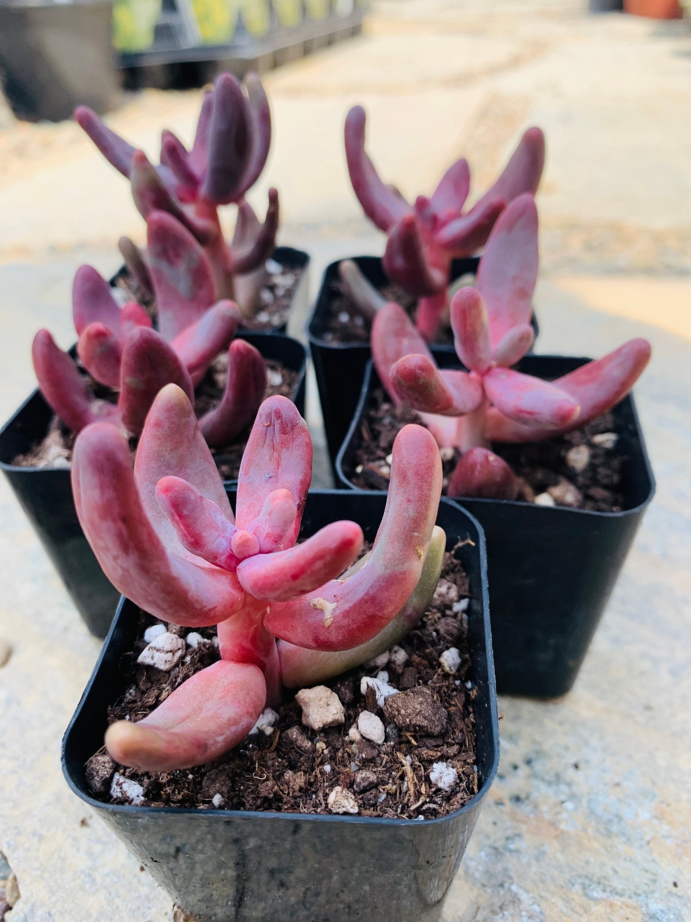 2” Pachysedum Ganzhou, Purple Succulent Hybrid - Etsy