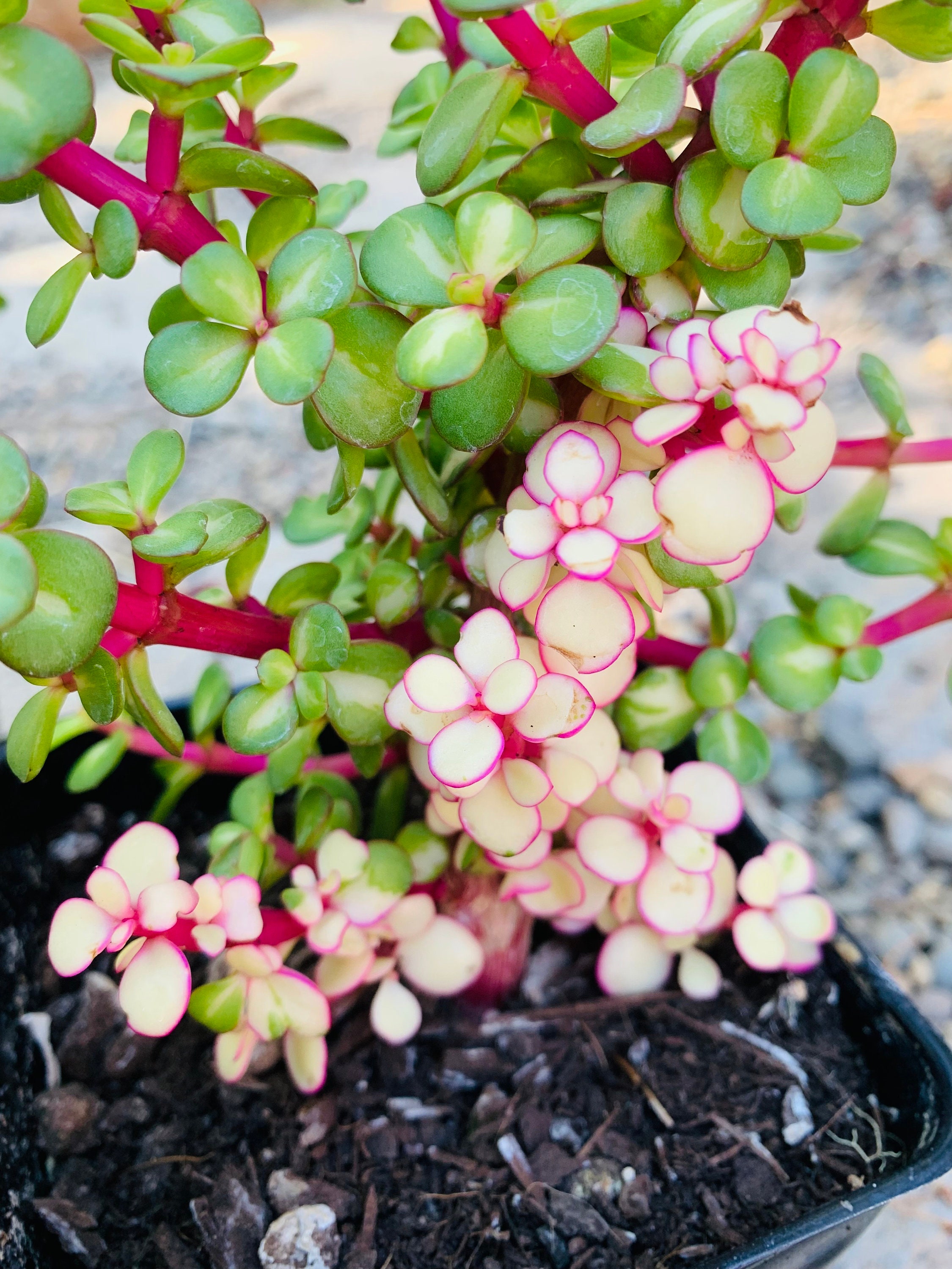 Portulacaria Afra 'medio-picta', Midstripe Rainbow Elephants Bush,  Kaleidoscope, Beautiful Rare Succulents, 3 Sizes - Etsy