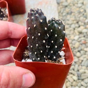 2” Consolea Rubescens, Roadkill Opuntia, Fun Cactus