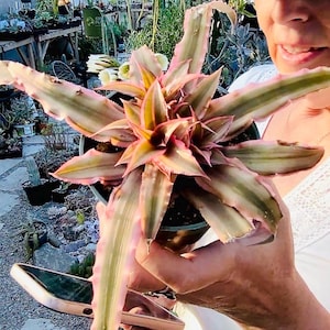 4” Pink Earth Star Cryptanthus, a Bromeliad
