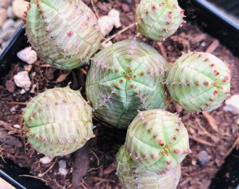 Euphorbia Obesa-Type Hybrid, Beautiful Infausta Spheres Succulents, 3 Sizes