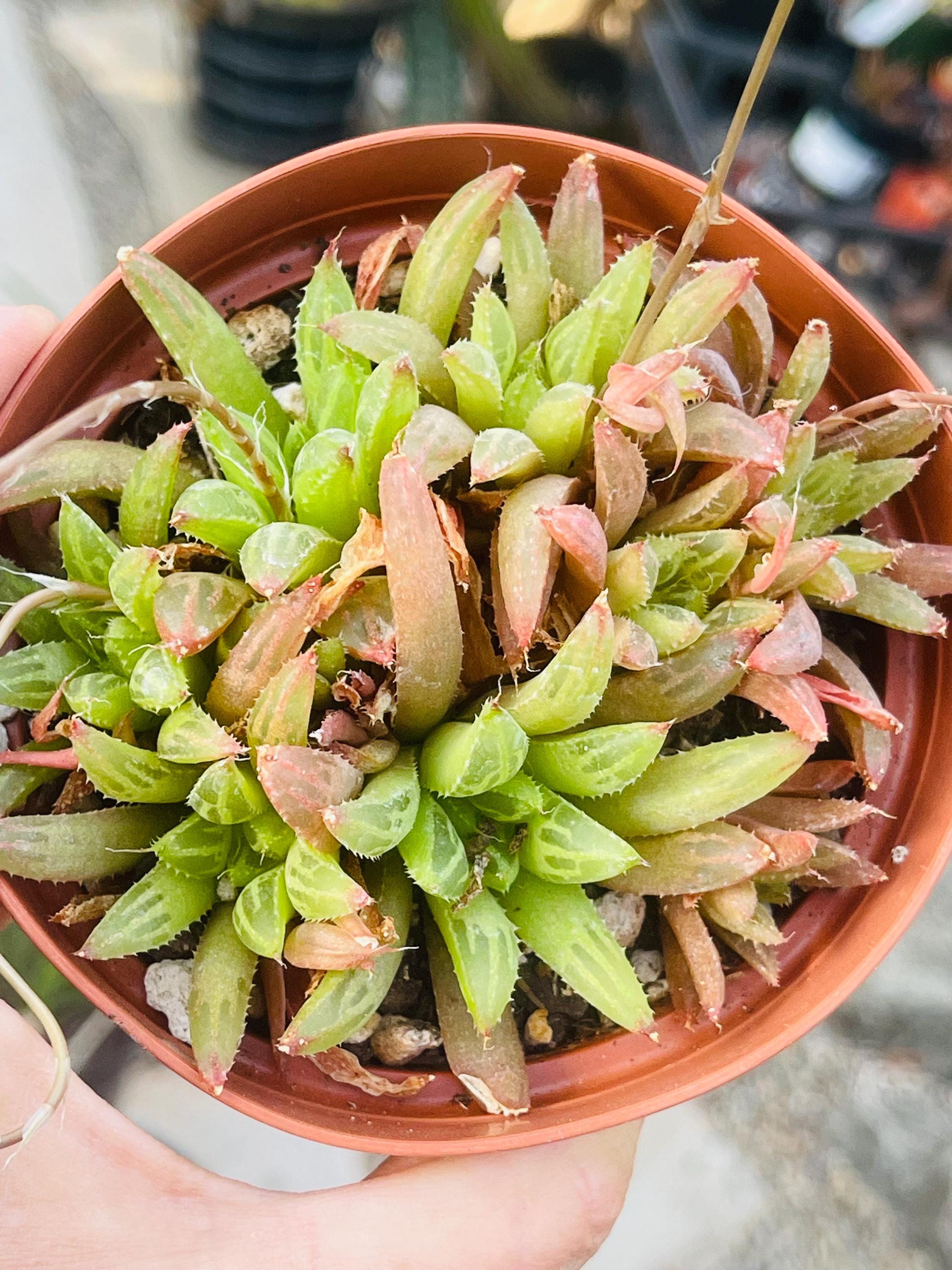 Beautiful Pink & Green Haworthia Turgida var Turgida Succulent Cluster, 2 Sizes