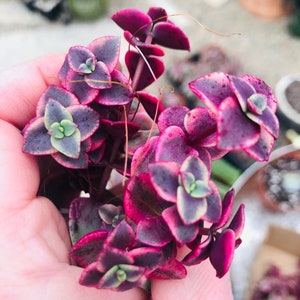 Stunning Crassula Calico Kitten, Variegated Succulents, 2 Sizes