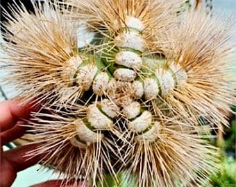 Lophocereus Schottii Woolly Rhino — Blonde, White & Grey Wool