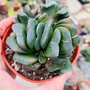 Haworthia Maughanii Truncata, Horses Teeth Succulents, 2 Sizes