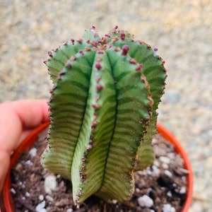 Euphorbia Anoplia, Tanzanian Zipper Succulent Plant; 2 Sizes