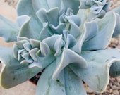 3.5 Stunning Blue Echeveria Topsy Turvy, Unique Succulent