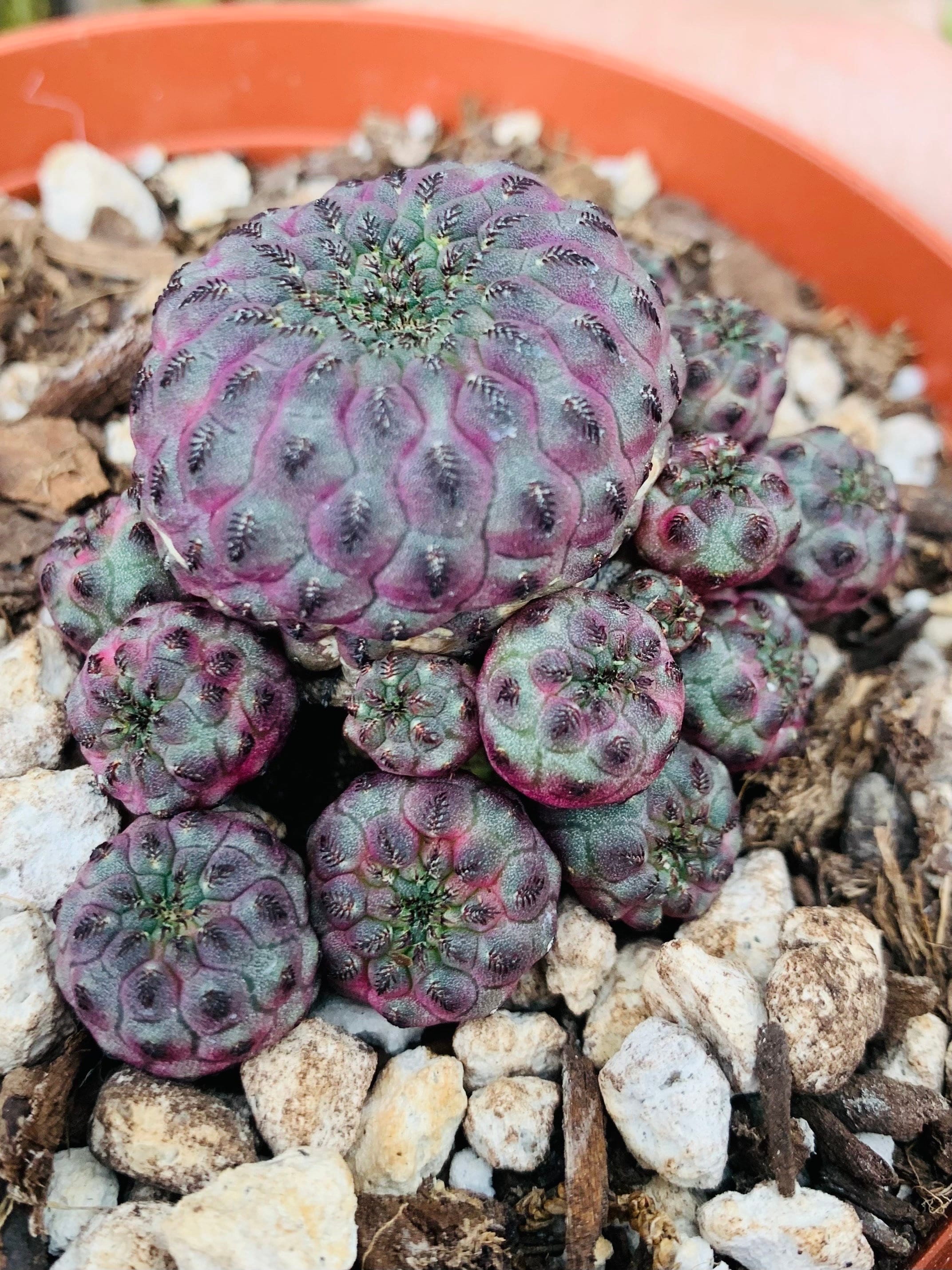 Sulcorebutia Rauschii F. Violacidermis, Rare Purple/green Korean Cactus  Cluster, 2 Sizes - Etsy Norway