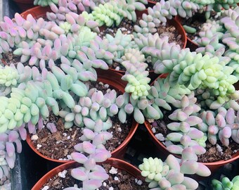 4” Pink Burros Tail, Sedum Morganianum, Hanging Succulents