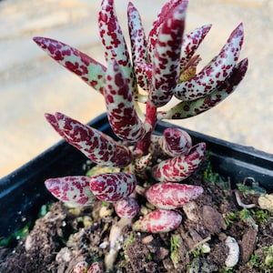 Rare Adromischus Marianiae Antidorcatum, Red Leopard Spotted Purple Succulent, 3 Sizes