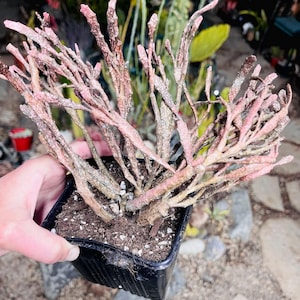 Euphorbia Platyclada, Dead Man’s Fingers Cutting or Rooted Plant, Rare Succulent
