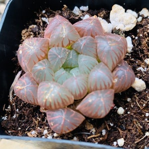 2” Pink Haworthia Cooperi, Rare Alien Eggs Succulents