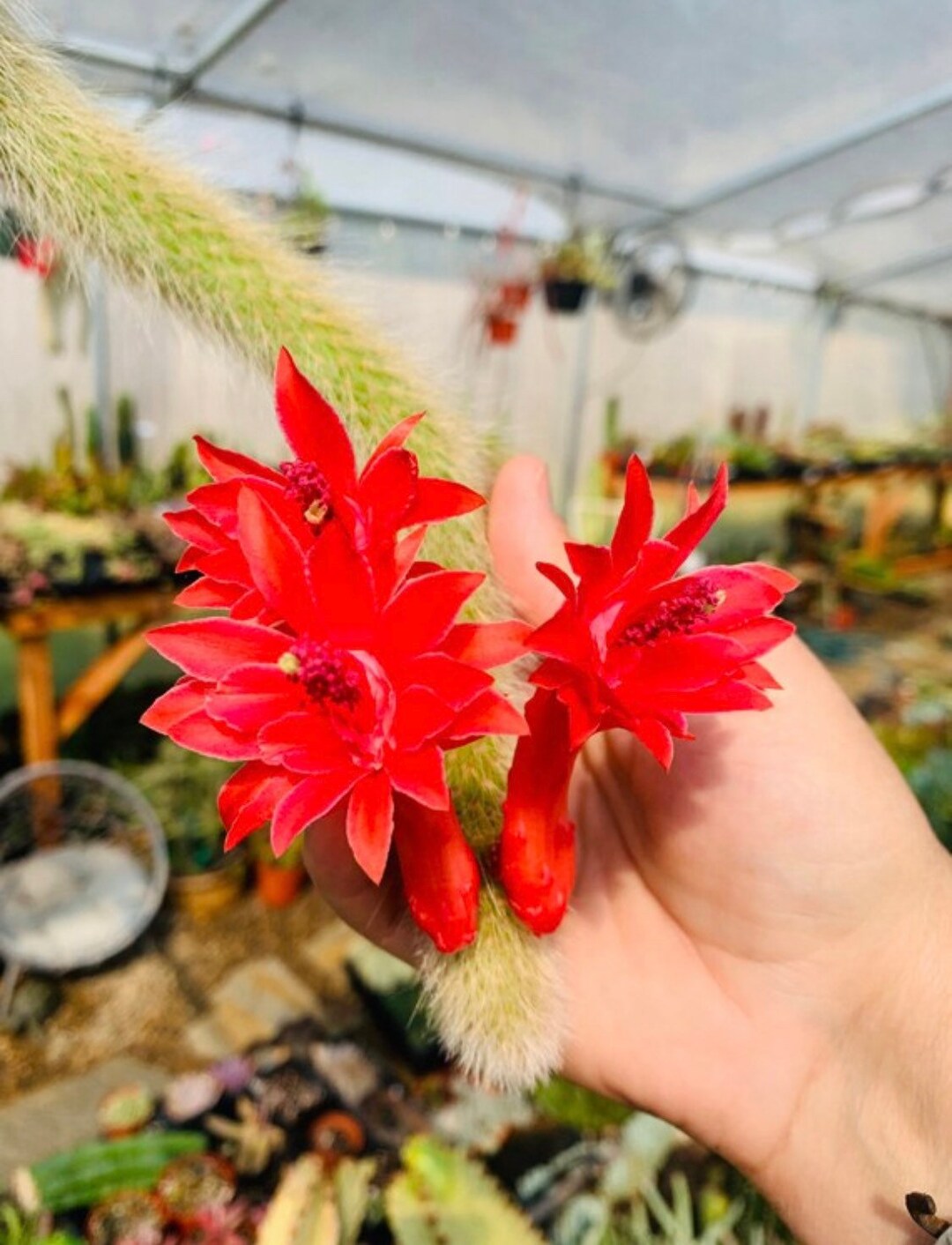 Monkey Tail Cactus, Hildewintera Colademononis Plants, Rare