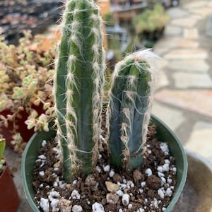 Single Pilosocereus Leucocephalus, Blue Torch Cactus