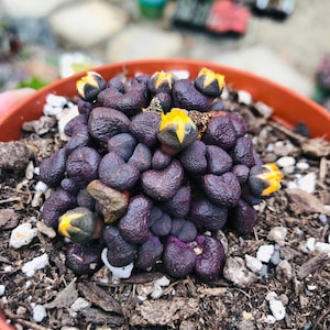 Aloinopsis Schooneesii, Living Stones, Beautiful Caudex Succulents, 2 Sizes