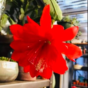 Red Orchid Cactus, Epiphyllum Leaf, Disocactus Ackermannii Cutting or Rooted Leaf