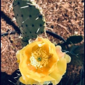May include: A close-up of a prickly pear cactus with a vibrant yellow flower in full bloom. The flower's center is a lighter yellow with a touch of green. The cactus pad is green with black spots and sharp white spines.