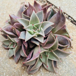 Echeveria Madiba, Pointy Purple and Pink Korean Succulent, 2 Sizes