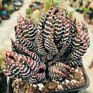 Super Zebra Succulents, Beautiful Haworthia Hybrid Succulent, 3 Sizes