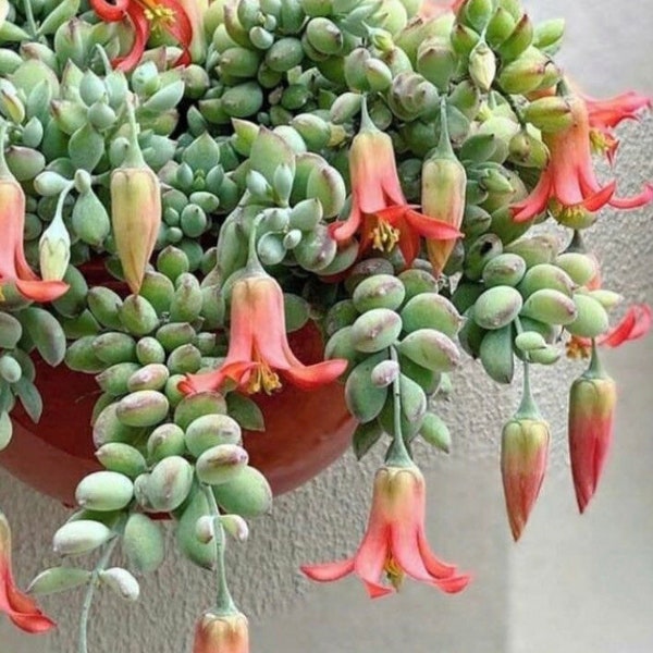 Cotyledon Pendens, Rare Cliff Hanging Rooted Succulents, 2 Sizes