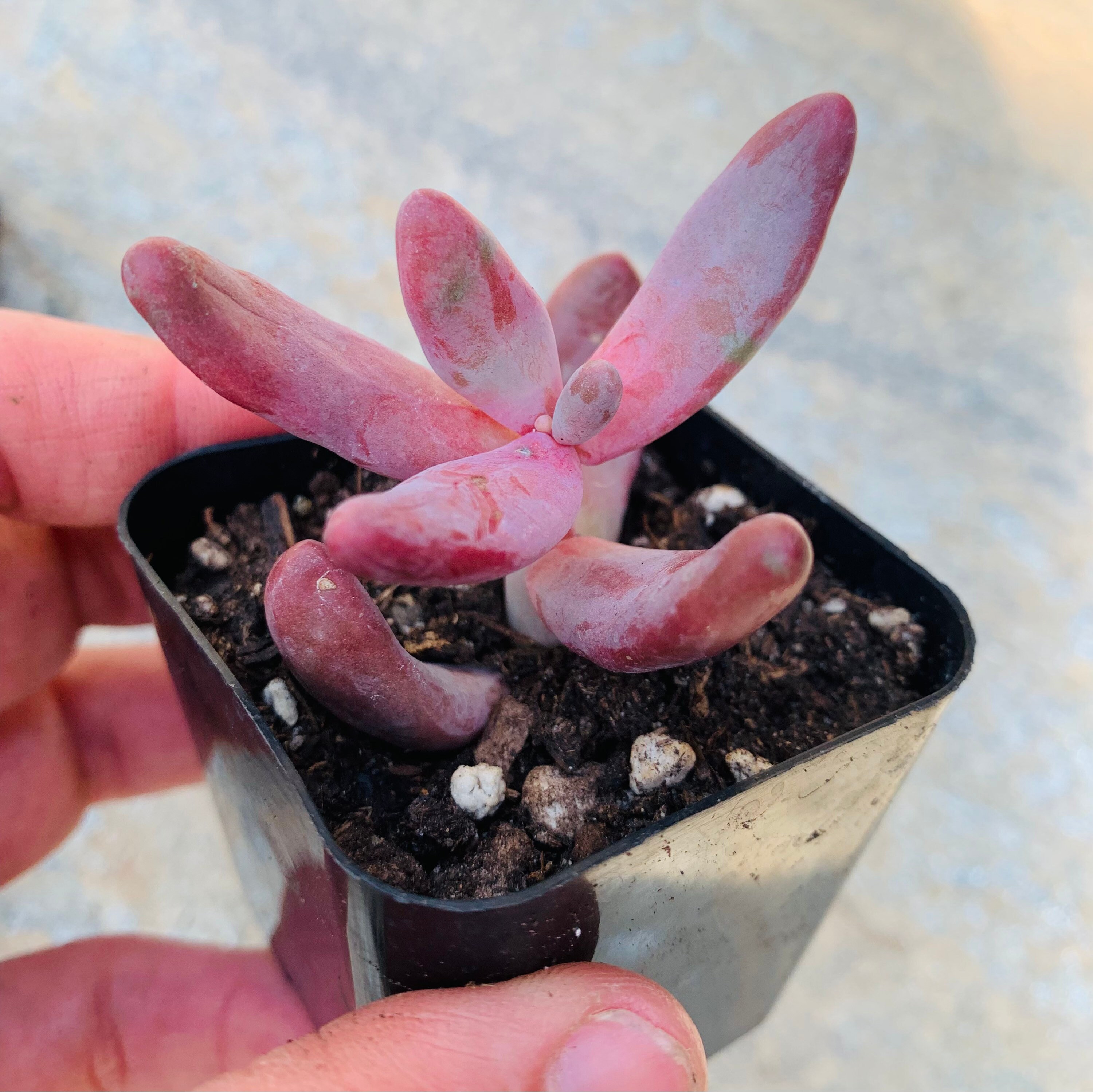 2” Pachysedum Ganzhou, Purple Succulent Hybrid - Etsy