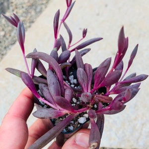 May include: A close-up of a small potted succulent plant with deep purple, elongated leaves. The plant has a vibrant, reddish-purple hue, with some leaves showing a darker shade. The plant is in a small black pot, and the background is a light, neutral color.