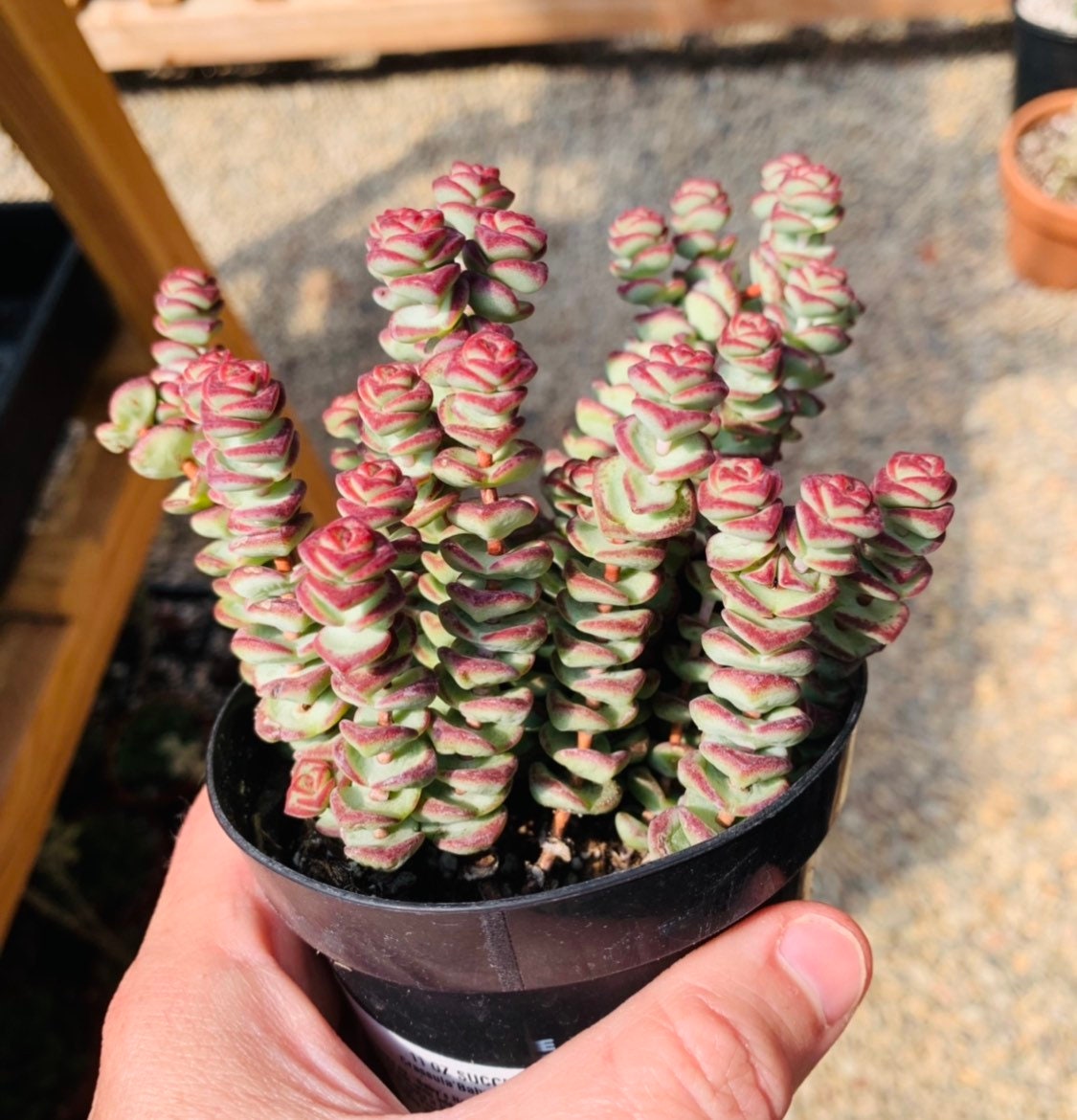I have this Crassula Baby's Necklace. I don't know what's going on with the  lower stems/leaves; the stems are becoming woody and the leaves are  shriveling up. Any help would be appreciated! :