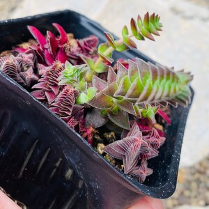 Crassula Tabularis Rare Stacked Succulents 4 Pagoda Village Crassula Tabularis Rare Stacked Succulents 4 Pagoda Village
