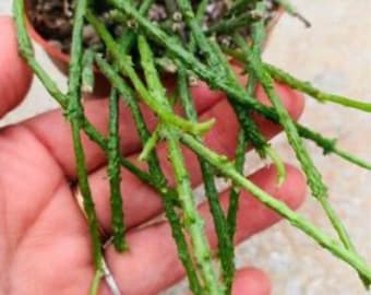 2” Cynanchum Marnierianum, Bundle of Sticks, Rare Succulent Plant