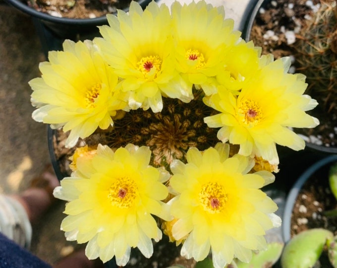 5” Notocactus Rutilans, Beautiful Spherical Cactus, Bright Succulent - Etsy