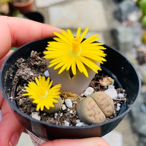 May include: A small black pot containing a Lithops plant with two bright yellow flowers in full bloom. The succulent has a light brown, split-shaped body, and is surrounded by soil and small white stones. The background is blurred.