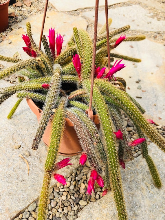 Aporophyllum Flagelliformis, Rat Tail Cactus, Elegant Hanging Succulent,  Several Sizes - Etsy