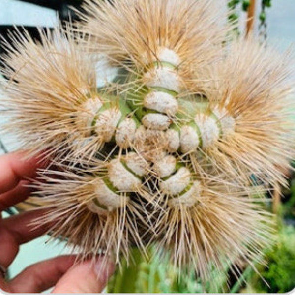 14” Lophocereus Shottii Cutting, Woolly Rhino Cactus, Rare and Hairy