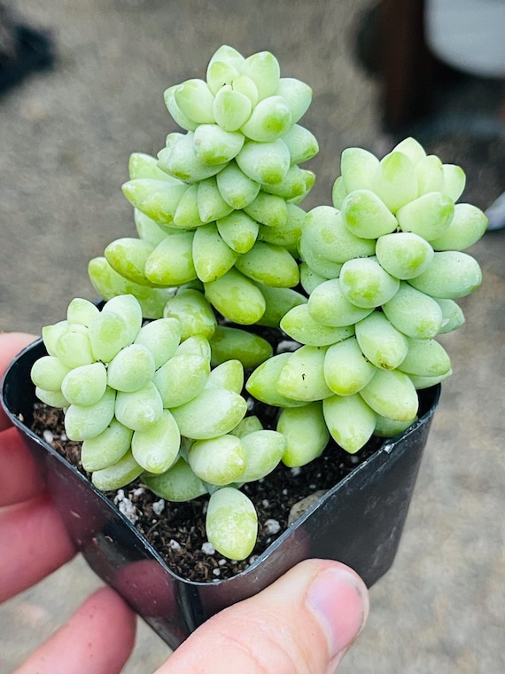 Sedum Morgananium, Donkey Tail, Burros Tail, Burrito Succulents, 2 Sizes -  Etsy