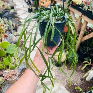 Rhipsalis Micrantha F. Tonduzii, Beautiful Green Hanging Succulents