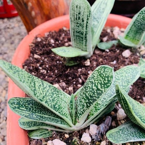 4” Gasteria, Cute Little Warty Succulent