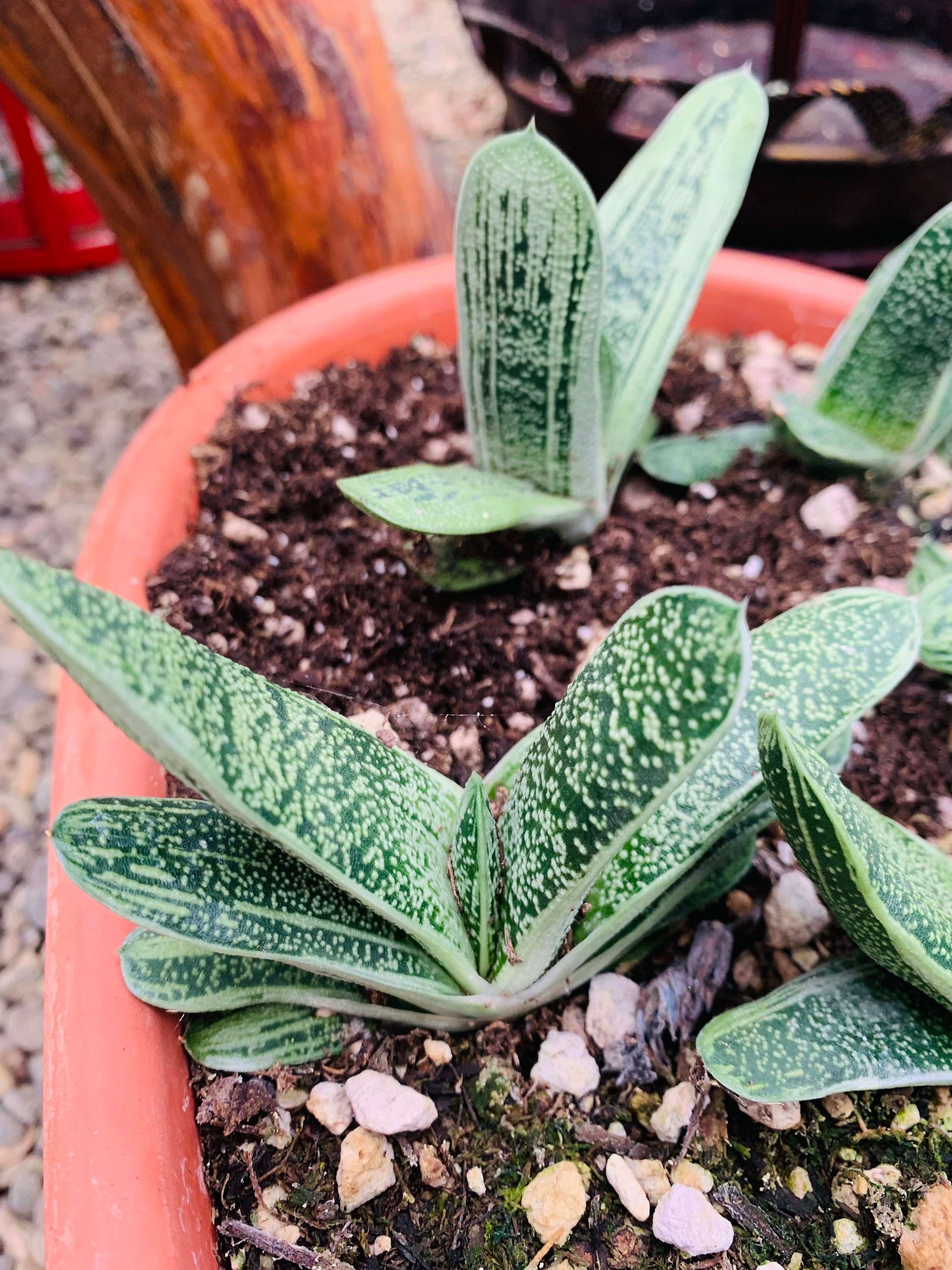 4” Gasteria, Cute Little Warty Succulent