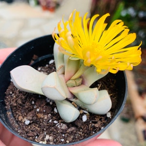 2.5” Lapidaria Margaretae, Karoo Rose, Split Rock Mesemb, Rare Succulent