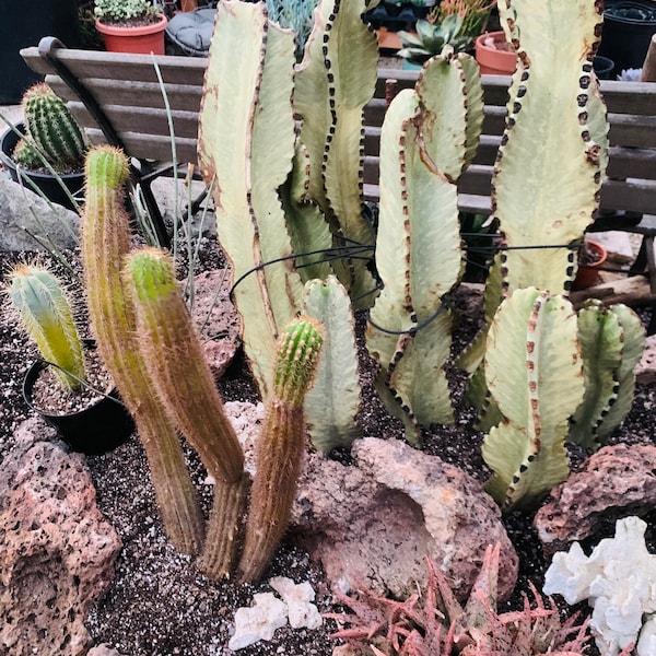 Cactus Mystery Surprise Box!