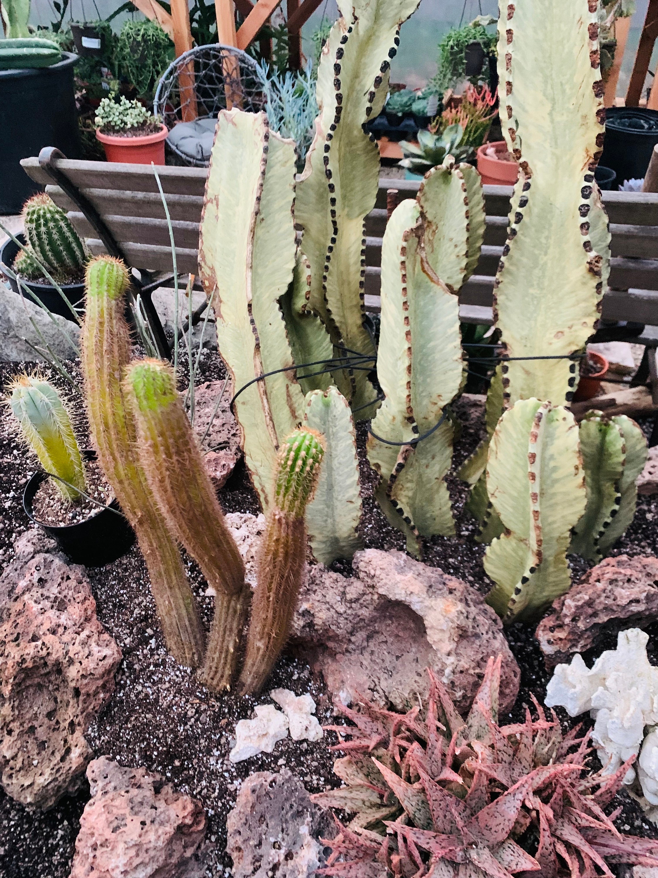 Cactus Mystery Surprise Box! - Etsy