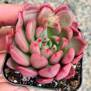 2” Graptoveria Bashful, Chubby Red Hybrid Succulent