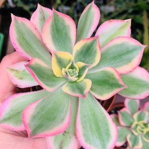 Variegated Pink Aeonium Sunburst Succulent, 2 Sizes
