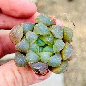 May include: Close-up of a succulent plant with green and brown leaves. The leaves are arranged in a spiral pattern, with a few dry leaves at the base. The plant is held in a person's hand.