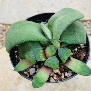 Gasteria Glomerata Ox Tongue, Chunky Exotic Succulent, 2 Sizes