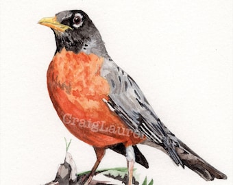 Bird Watercolor – American Robin - giclee print of original artwork, songbird wall art, signed by artist
