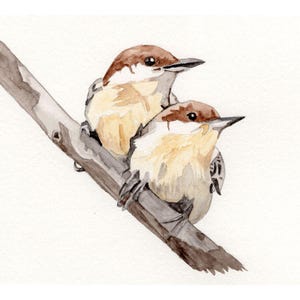 Bird Watercolor – Brown-headed Nuthatches - giclee print of original artwork,  wild bird wall art, signed by artist