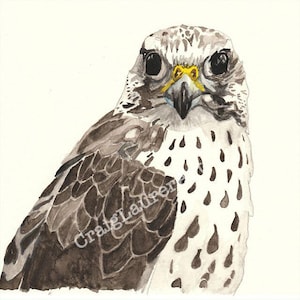 Bird Watercolor – Peregrine Falcon - giclee print of original artwork,  wild bird wall art, signed by artist