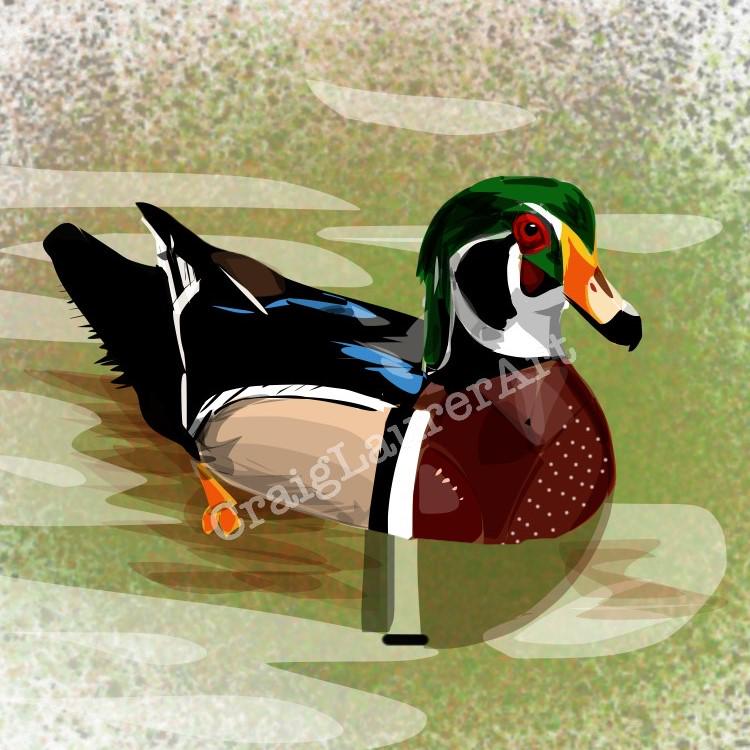 Wood Duck - digital image | printable | instant download
