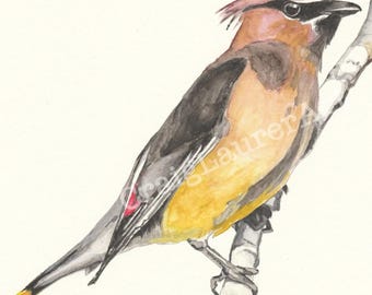 Bird Watercolor – Cedar Waxwing - giclee print of original artwork,  wild bird wall art, signed by artist