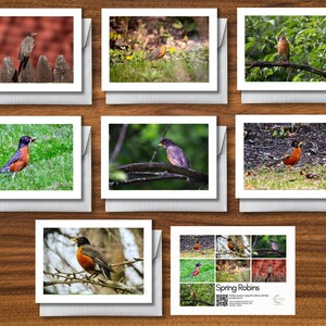 Fotokarten - Frühling Rotkehlchen
